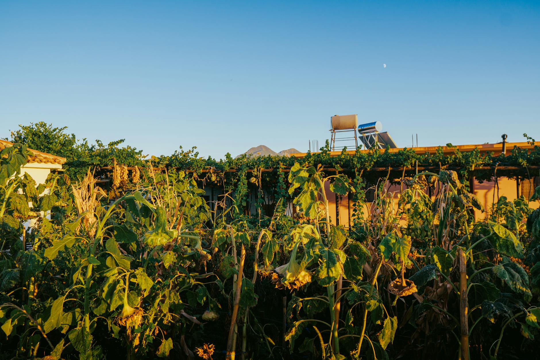 Chauffe-eau solaire sur un toit